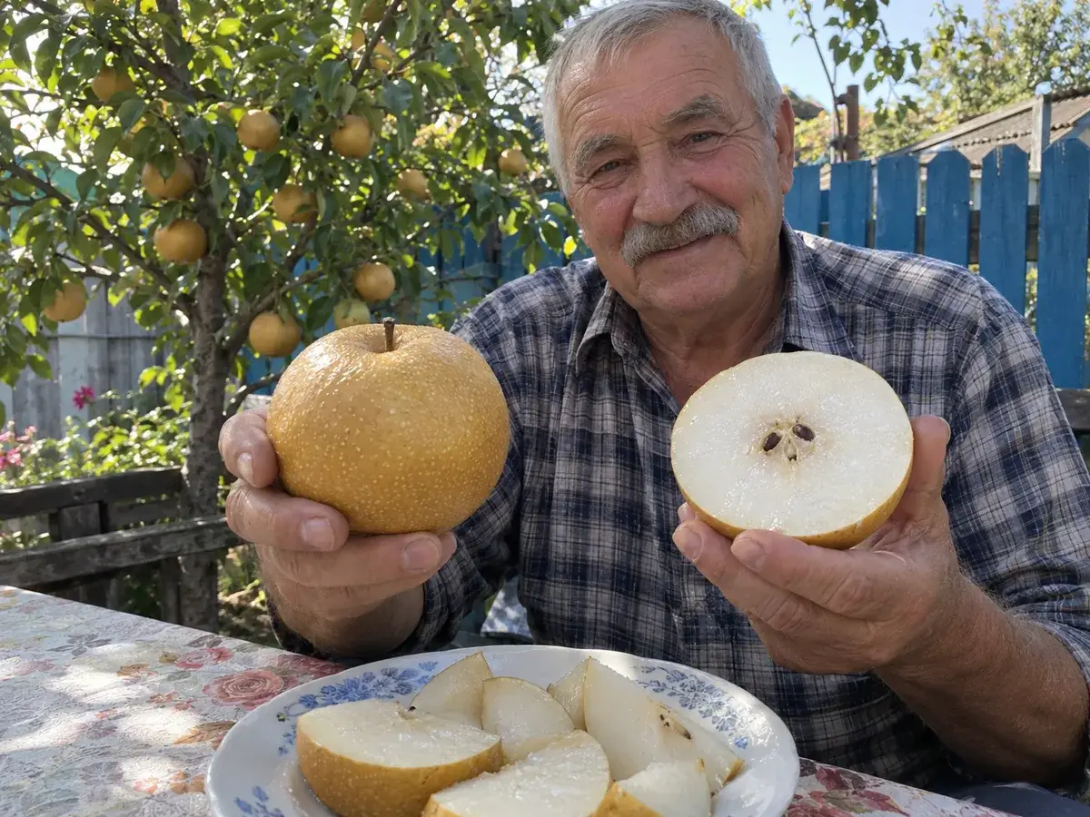 Груші «Наші»: плоди та сад