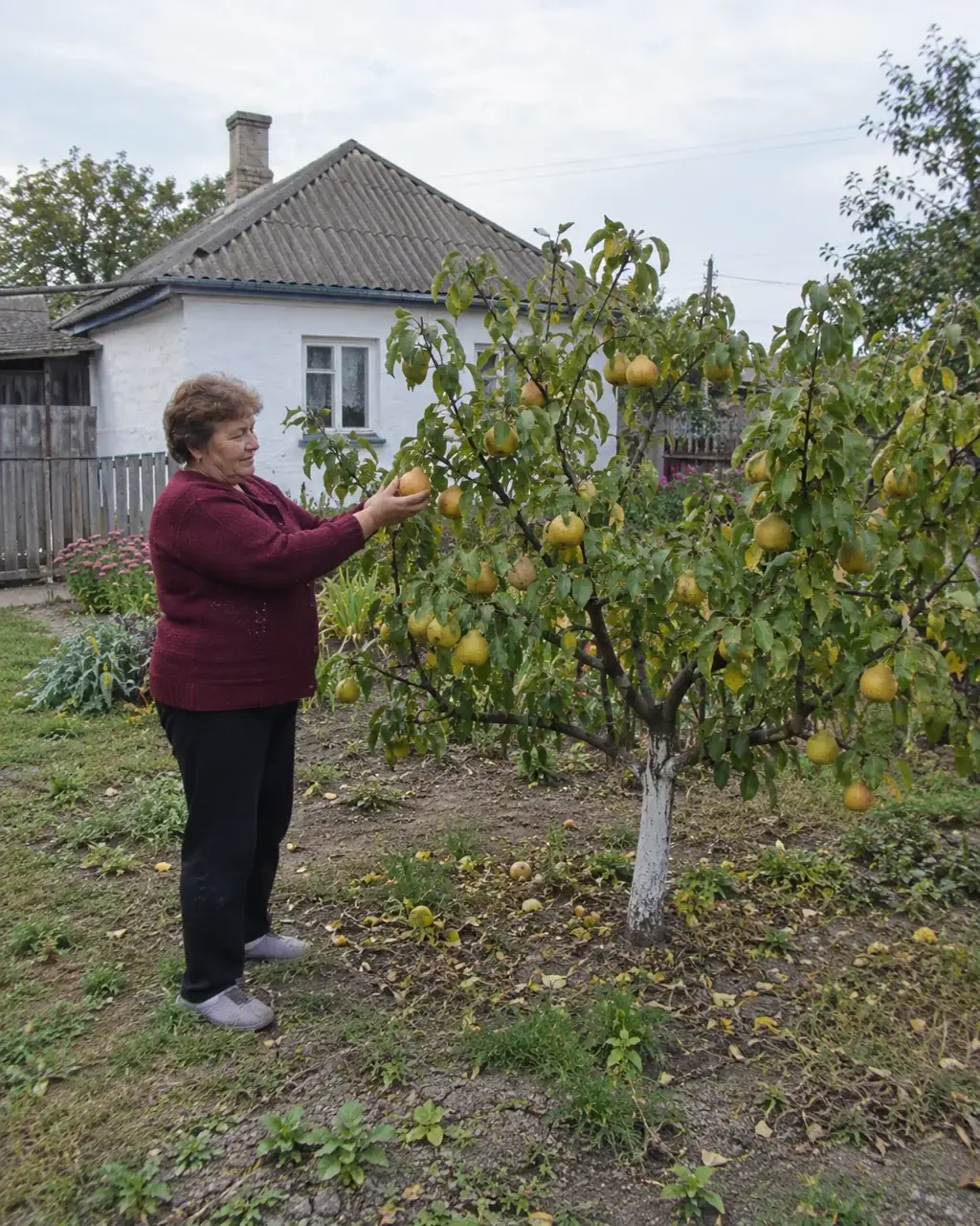 Збір груш «Наші» з невисокого дерева, стоячи на землі